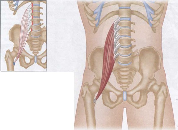 Подвздошно поясничная мышца анатомия фото