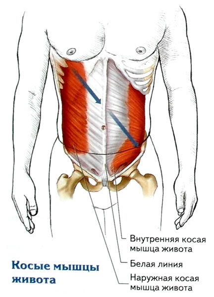 Наружная косая мышца. Косые мышцы живота анатомия и функции. Наружная и внутренняя косая мышца живота анатомия. Наружные и внутренние косые мышцы живота. Наружная косая мышца живота крепление.