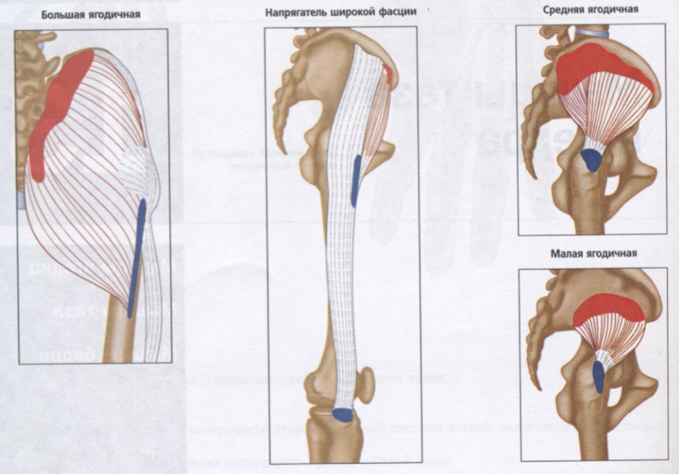 Фасции бедра. Мышца напрягающая широкую фасцию бедра. Большая ягодичная мышца и напрягатель широкой фасции. Упражнения для напрягателя широкой фасции. Мышца напрягатель фасции.